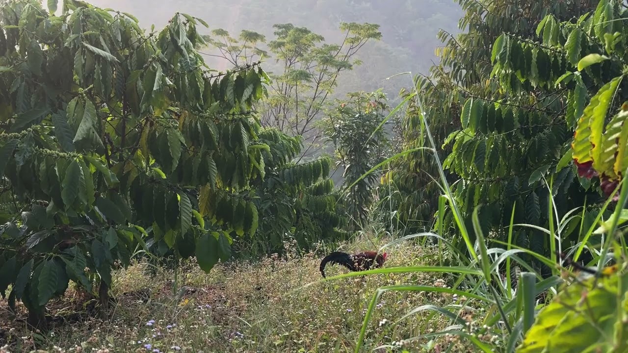 Trapping wild chickens on a coffee plantation and hearing them crow is also wonderful 01/12/2026