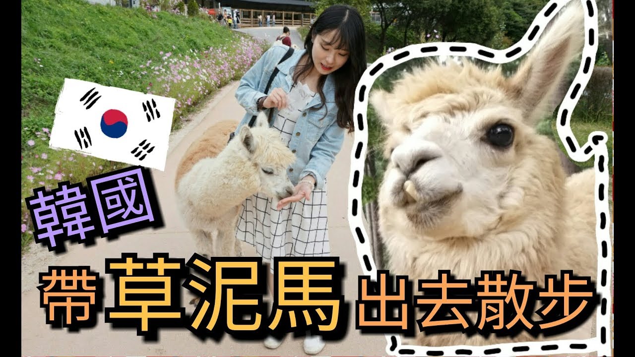 【韓國VLOG】被羊群攻擊下半身了TT!! 還可以牽草泥馬出去散步!!一齊來超人氣草泥馬世界~