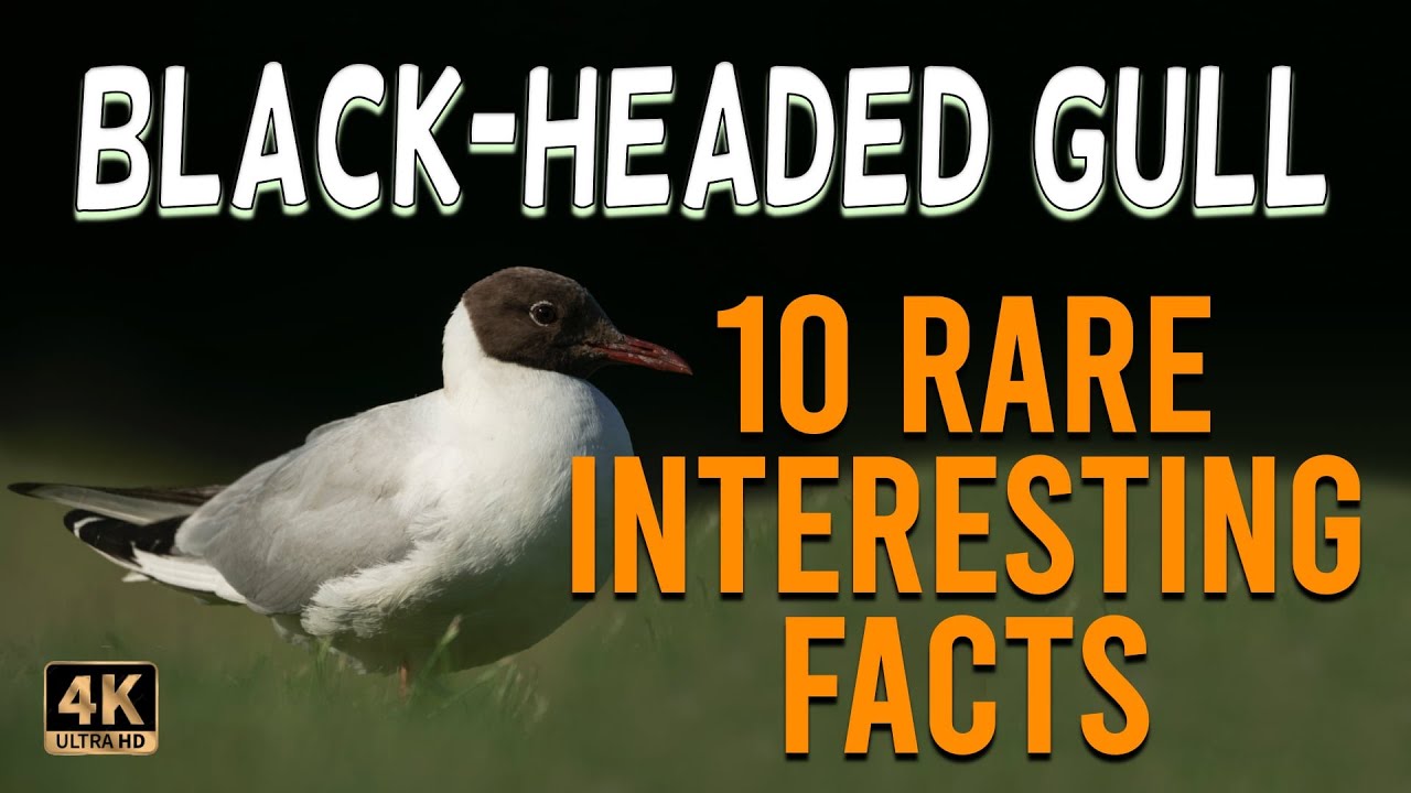 10 Rare and Intriguing Facts about Black-Headed Gulls