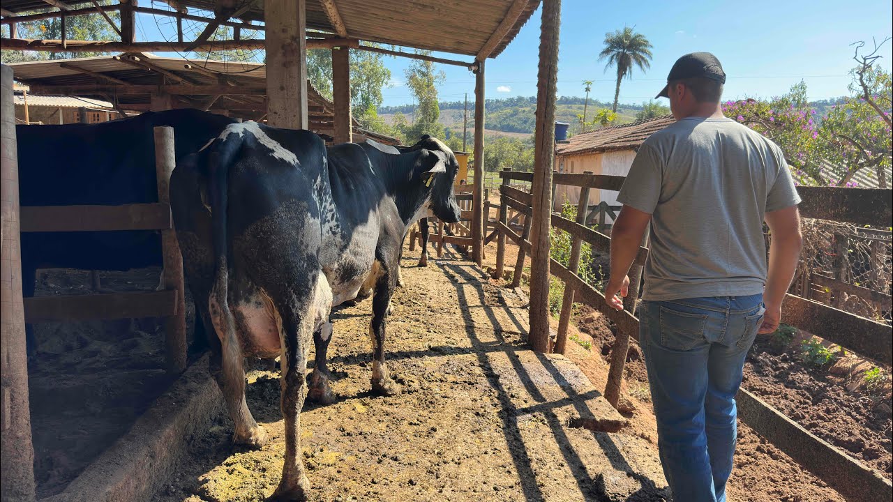 Ele colocou todas suas vacas leiteiras a venda negociação direto com dono em MG