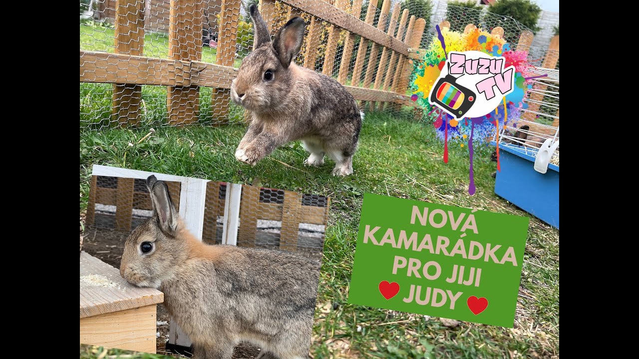 ZuzuTV FAMILY VLOG - SEZNAMTE SE S JUDY 🐰