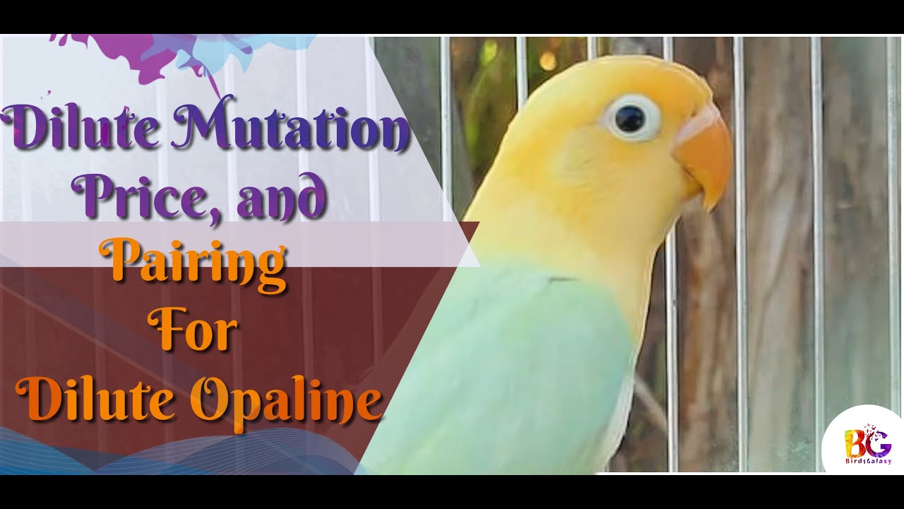 Dilute Genetics || Price & Pairing || Dilute Opaline, Green, Blue and Turquoise ||