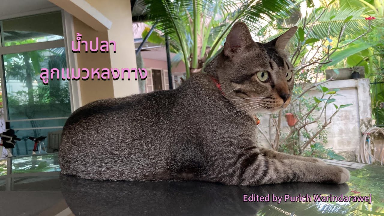 Photo’s Diary - น้ำปลาลูกแมวหลงทาง