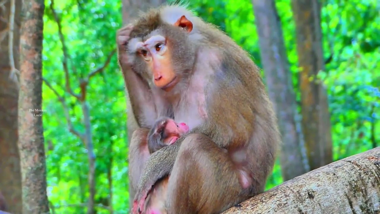 News Update of adorable newborn baby monkey Levy Vs mother Liby