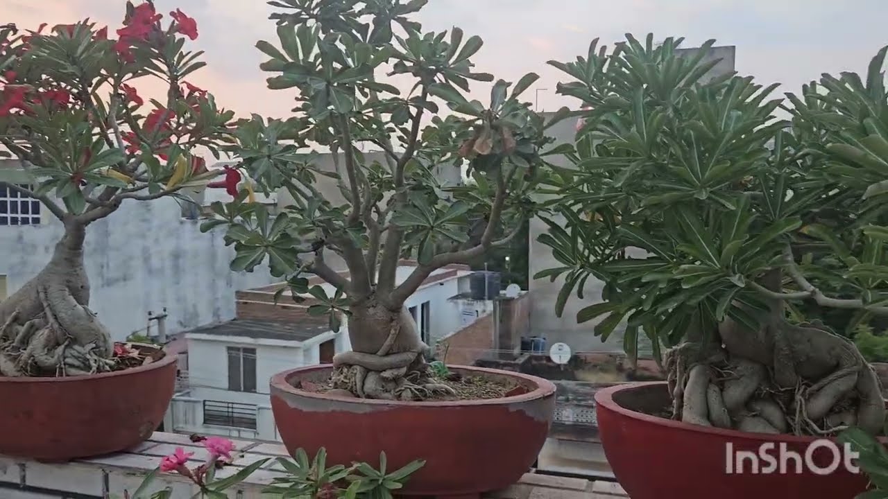 Prune Your Adenium in September - October  like this || Fun Gardening
