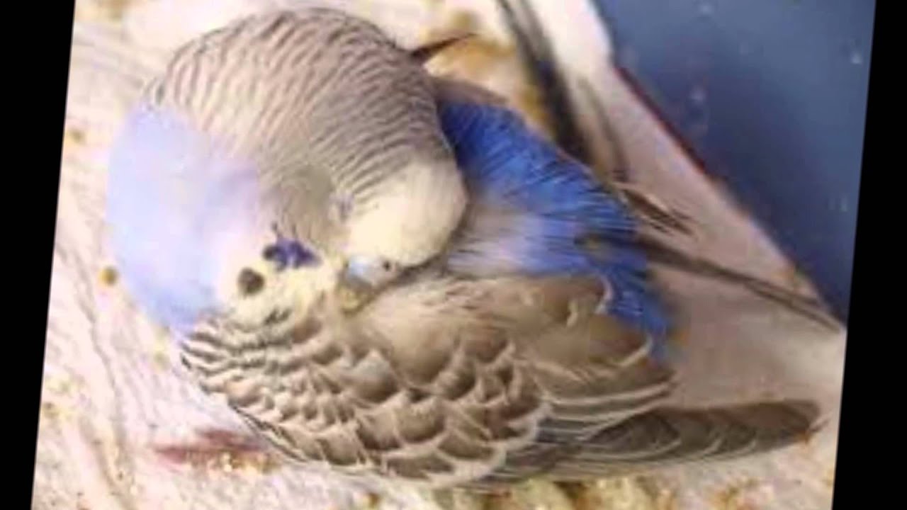 Estudio Etología y Bienestar Animal de Periquitos Australianos (Melopsittacus undulatus)