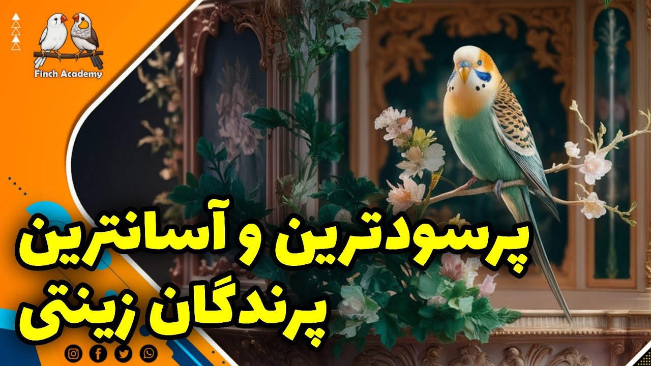پولساز ترین پرنده ها:کدام پرنده زینتی درآمد شما را چند برابر می‌کند؟