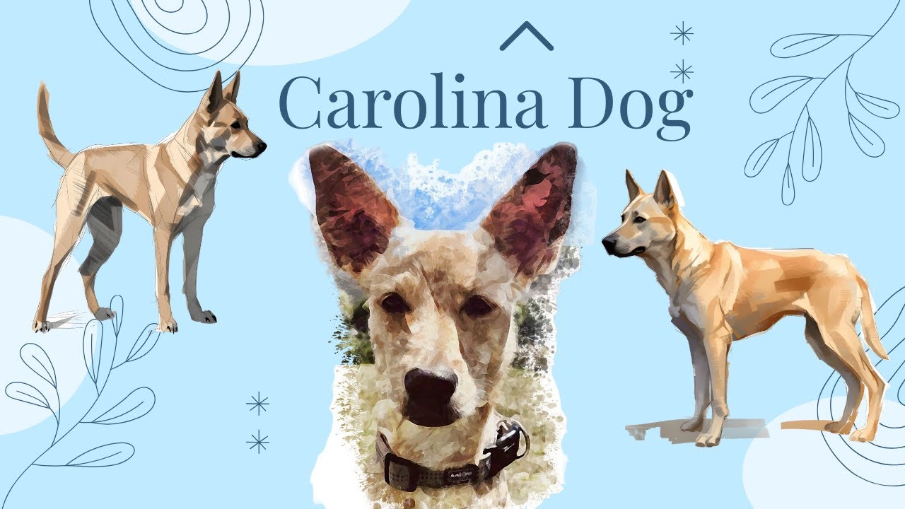 Carolina Dog Breed Guide: Everything You Need to Know | Dog Breed