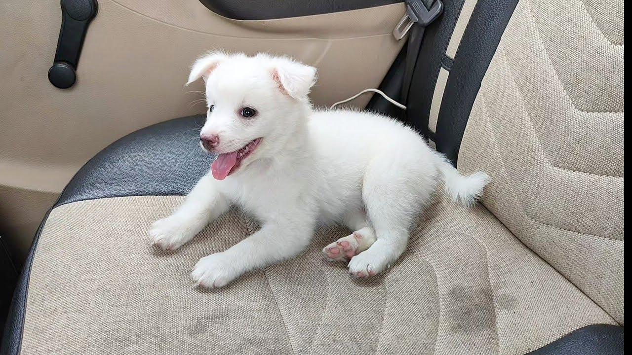 Oreo's Vaccination day 😍