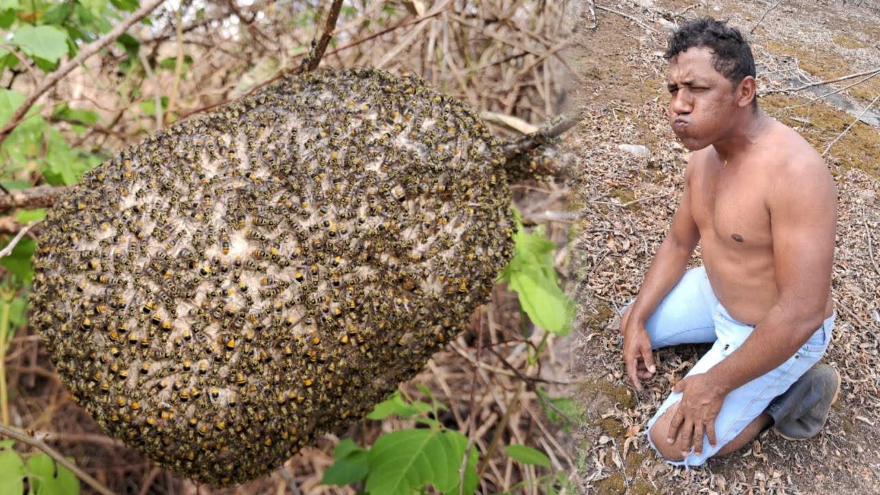 OLHA O MOMENTO DOS ATAQUES DA ABELHA INXÚ MARIBONDO BRABO ATACOU😱