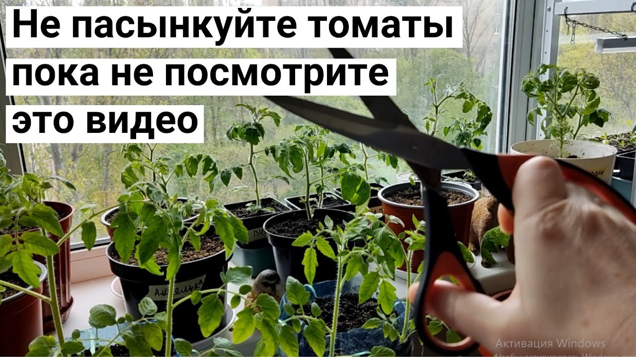 Делайте пасынкование помидоров правильно! Огород на балконе.