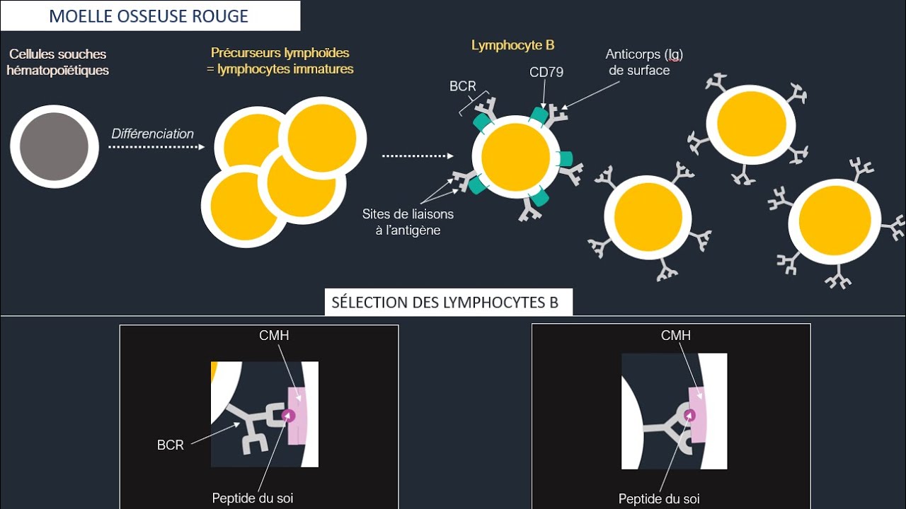 Système lymphoïde et organes lymphoïdes : maturation, sélection et activation des lymphocytes B et T