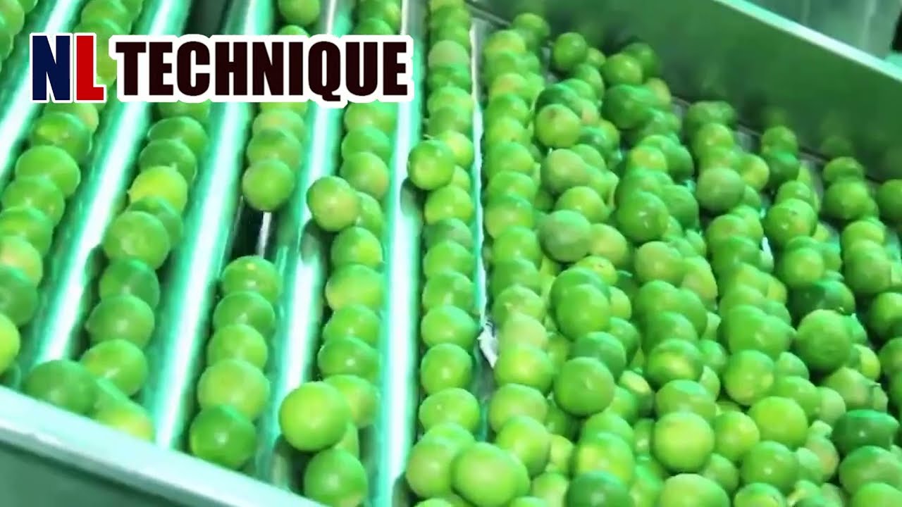 From Farm to Bottle: The Production Process of Lime Juice and Aloe Vera Extract - Modern Agriculture