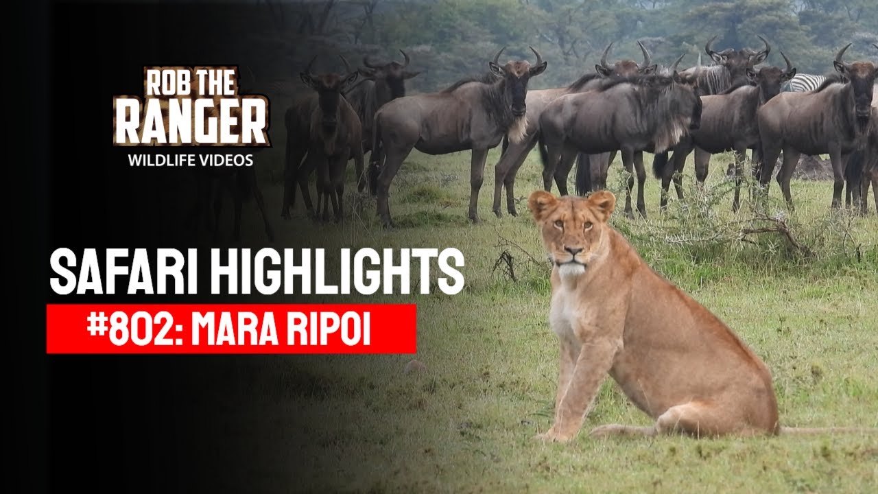 Safari Highlights #802: 26 - 27 January 2025 | Lalashe Mara Ripoi | Latest #Wildlife Sightings
