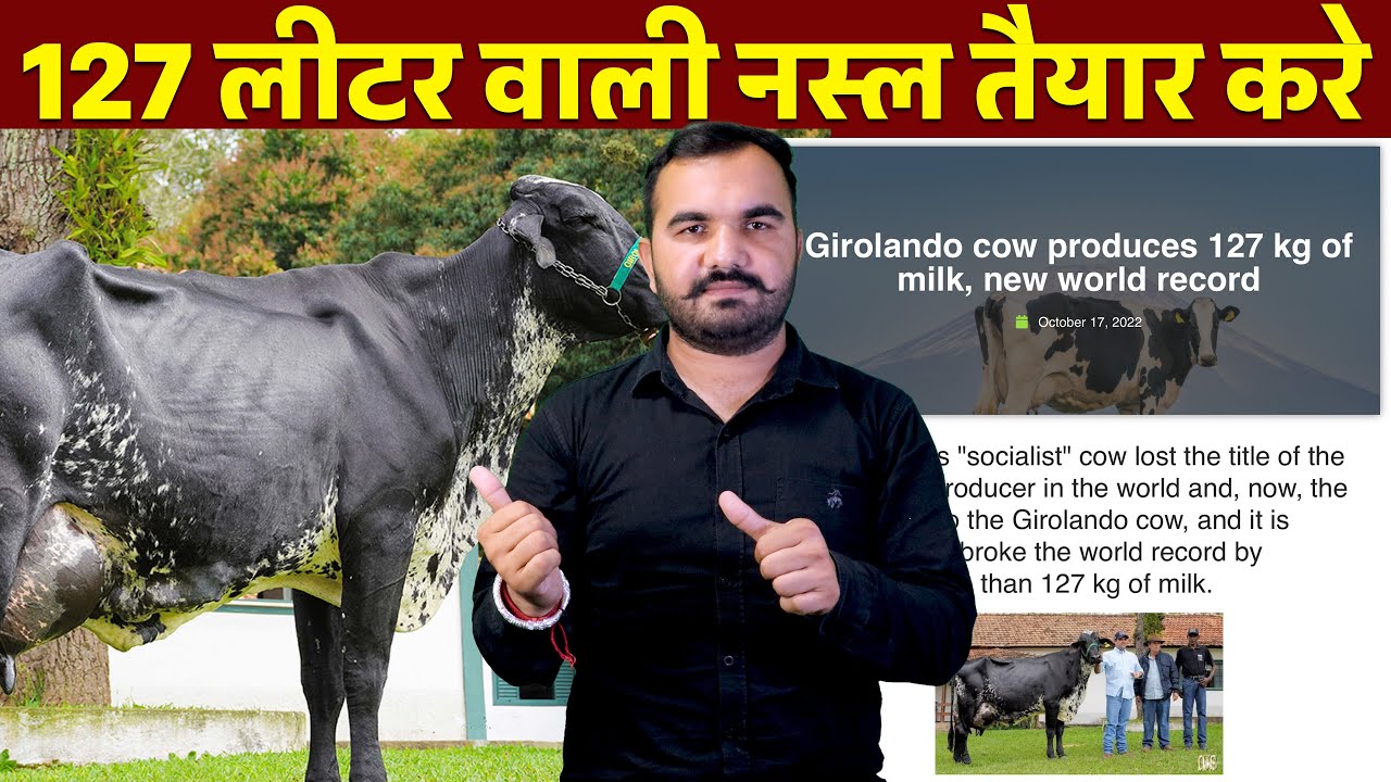 127 L Milk world Record | ऐसे तैयार करें नस्ल | High yield Cow Breed | Gir × HF Crossbreed Cow
