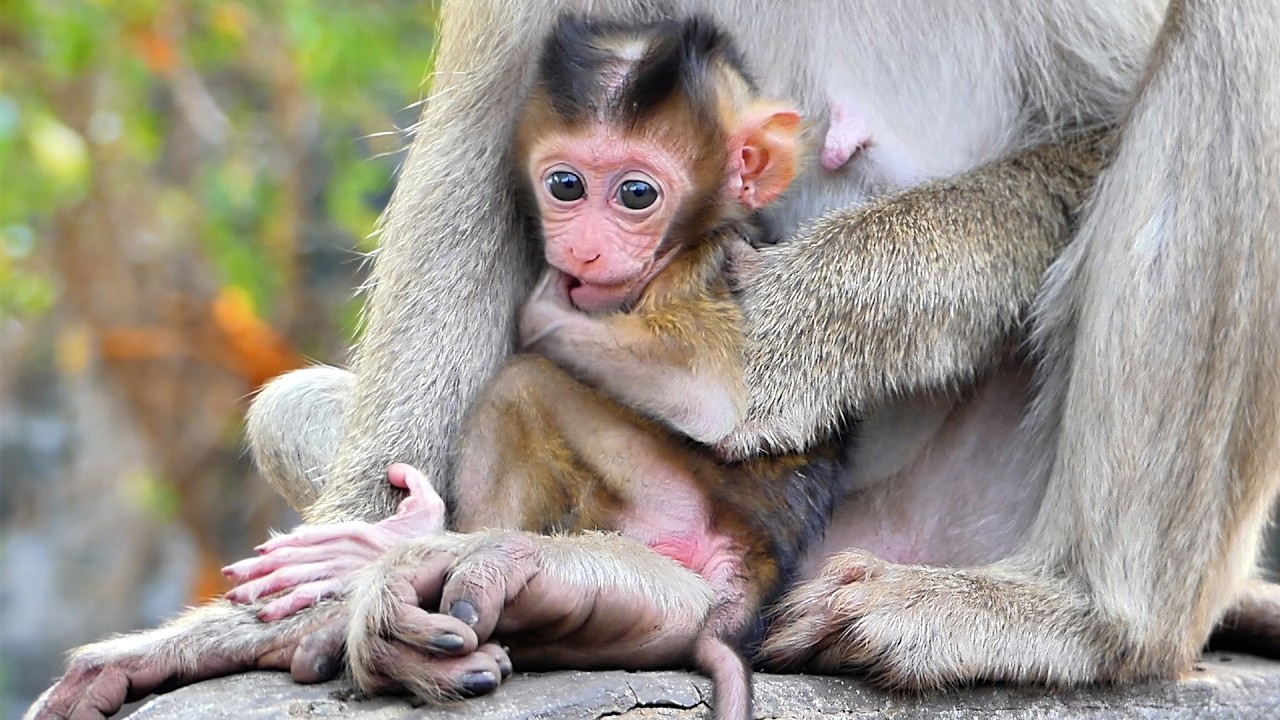 Wildlife Educational Documentary: Monkey Moka Let Baby Monkey Playing and Nursing.