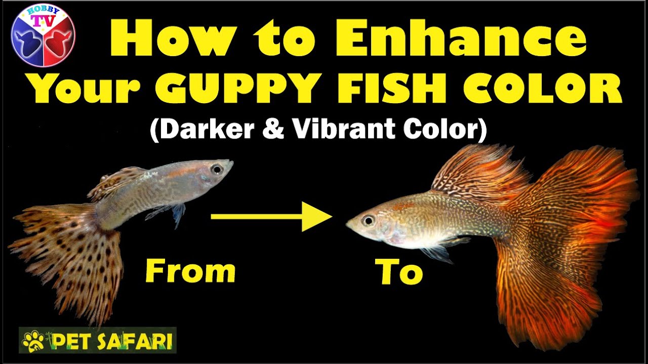 How to Enhance Your Guppy Fish Color | Turning into Vibrant & Darker Color