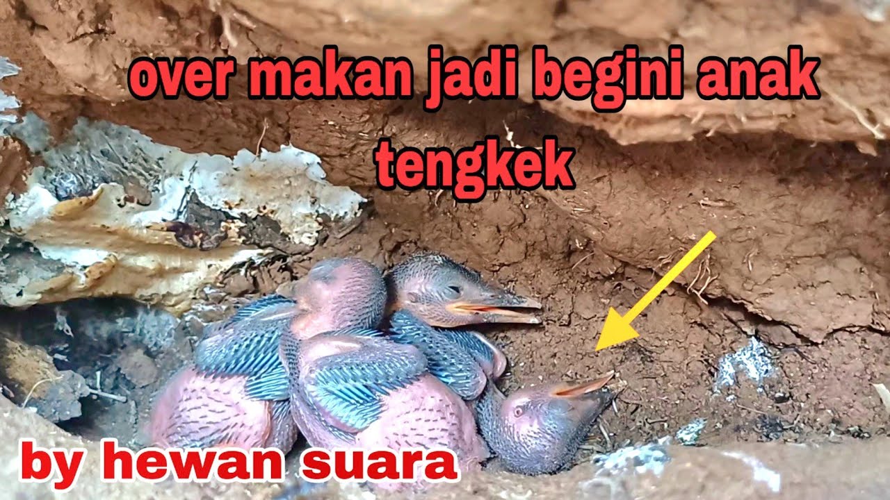 PERKEMBANGAN TERBARU ANAK BURUNG TENGKEK PREDATOR DALAM TANAH