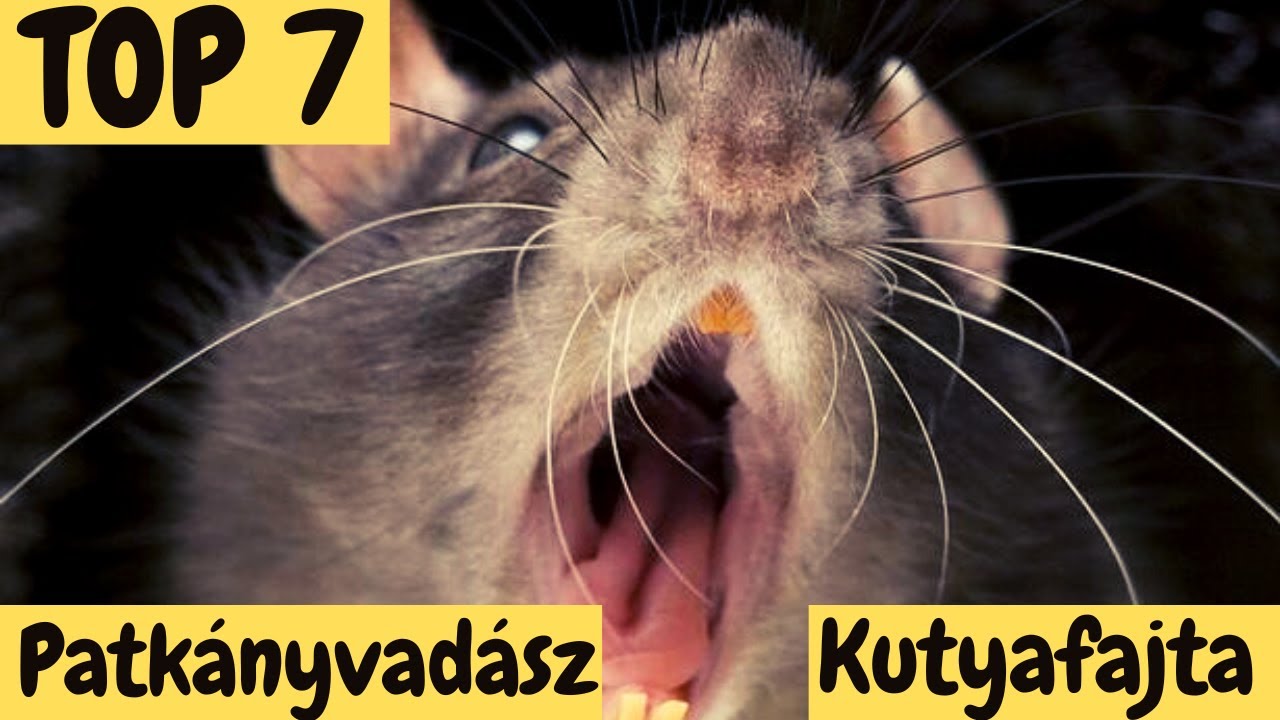 TOP 7 Patkányvadász kutyafajta!