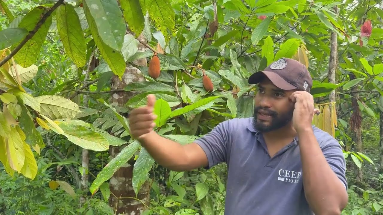 Dicas de como plantar e colher cupuaçu no sítio 