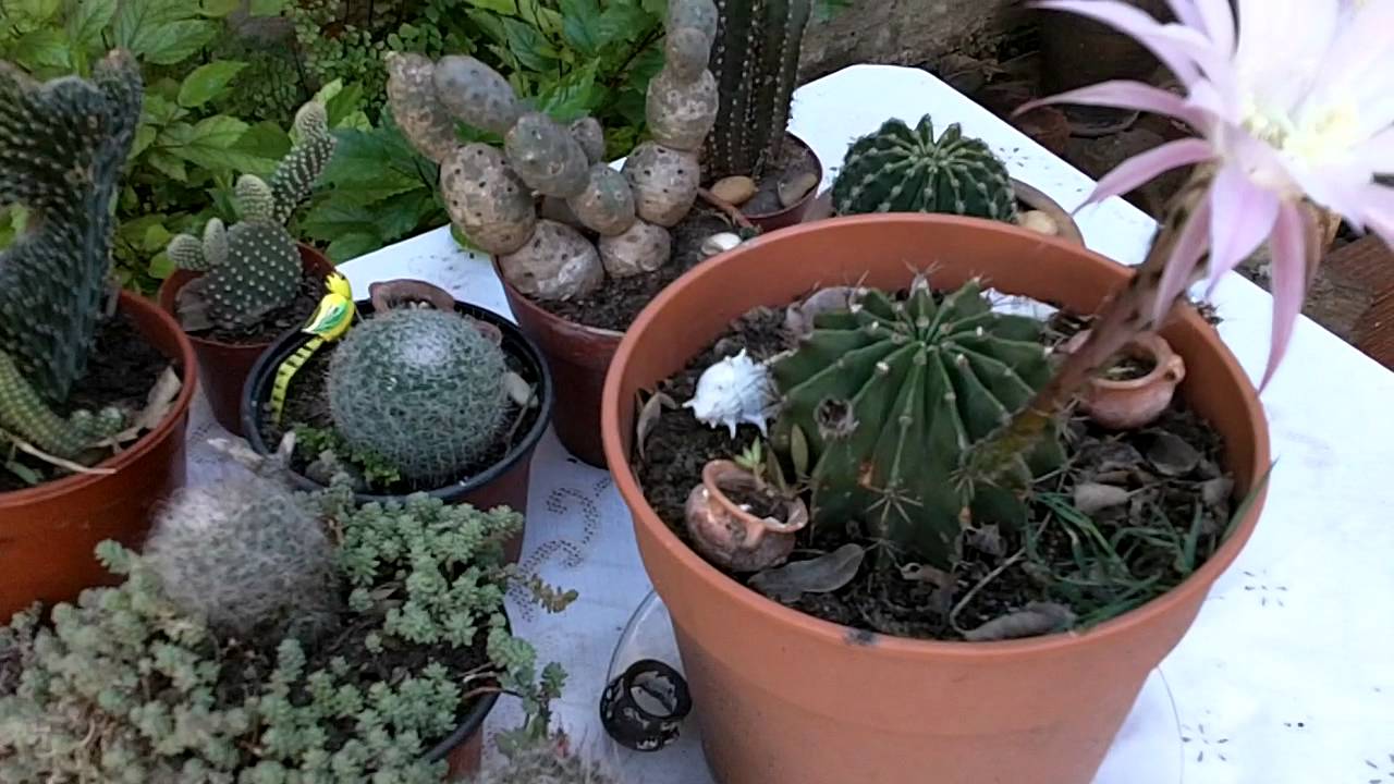 Cactus Lindos con Flores | Videos de Jardin | Plantas Crasas | Cactus Flowers