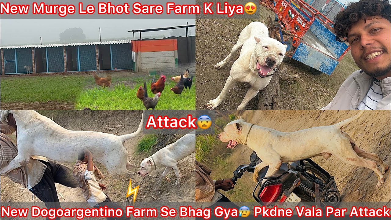New Dogoargentino Dog Farm Se Bhag Gya😨Pkdne Vala Par Kiya Hamla😰|| Farm K Liya Bhot Sare Murge Le🐓 