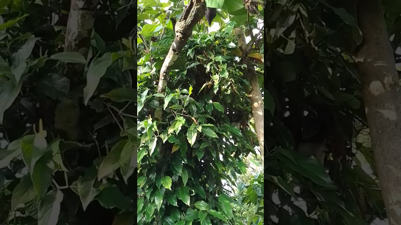 conto petani aburadol hasilkurang maksimal #kopi #cabejawa #sahang #cengkeh #kopicoklat #setek