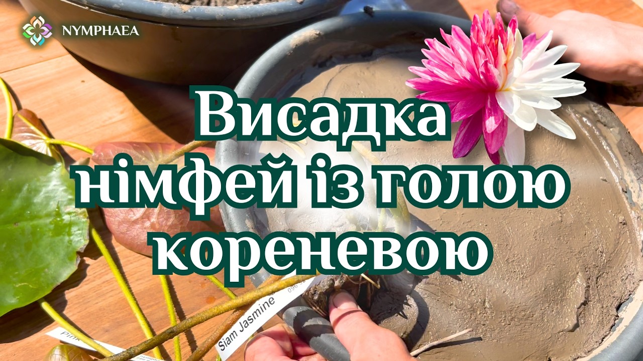 Інструкція з висадки кущів із голою кореневою НІМФЕЇ, кувшинки, водяні лілії | NYMPHAEA.COM.UA