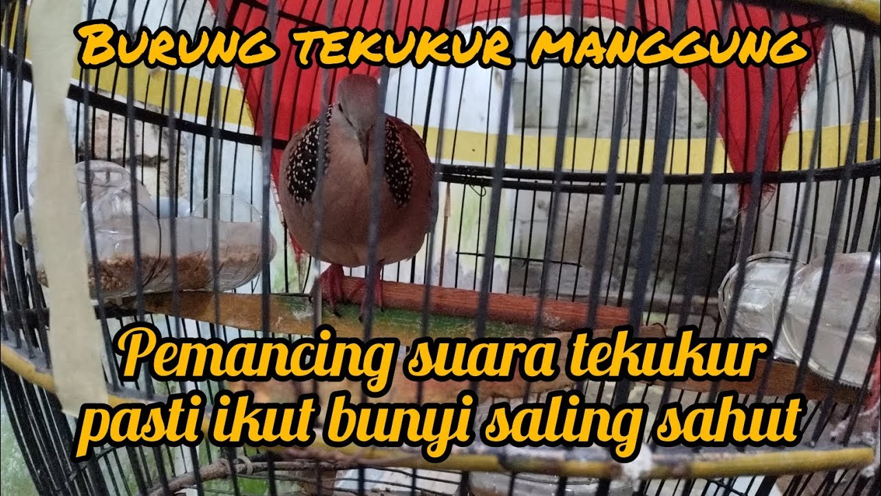 PANCINGAN SUARA BURUNG DERKUKU LOKAL, NON STOP MANGGUNG 18 MENIT, PASTI LANGSUNG NYAHUT #derkuku 