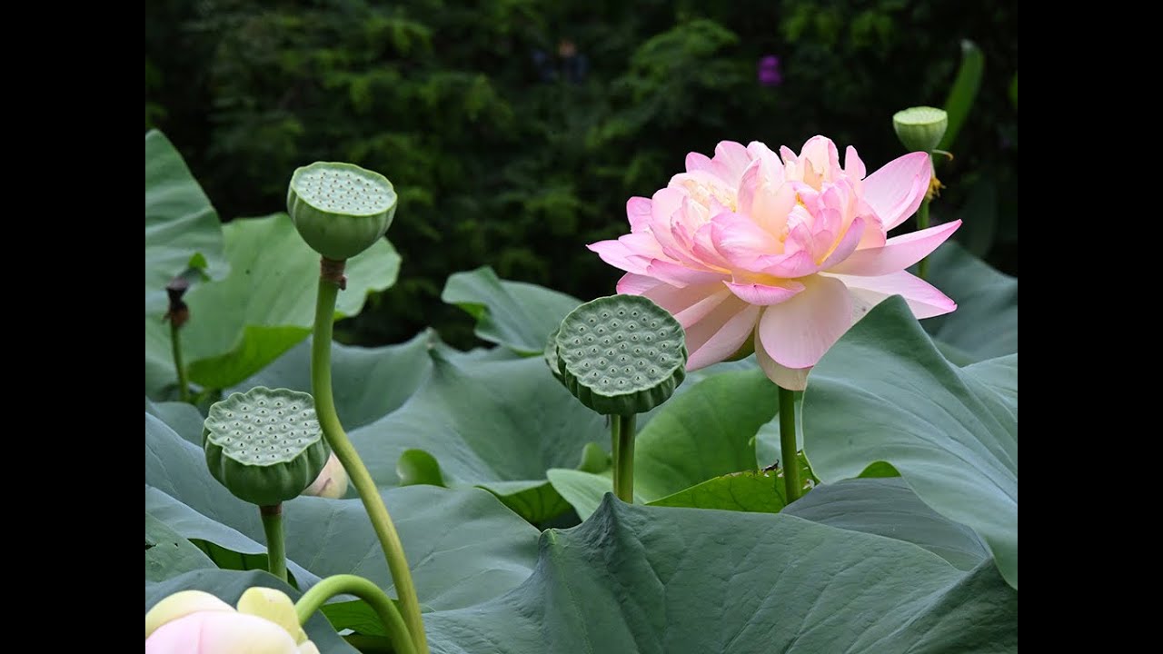 Lotus & Koi Pool, Chanticleer Garden, Wayne, PA