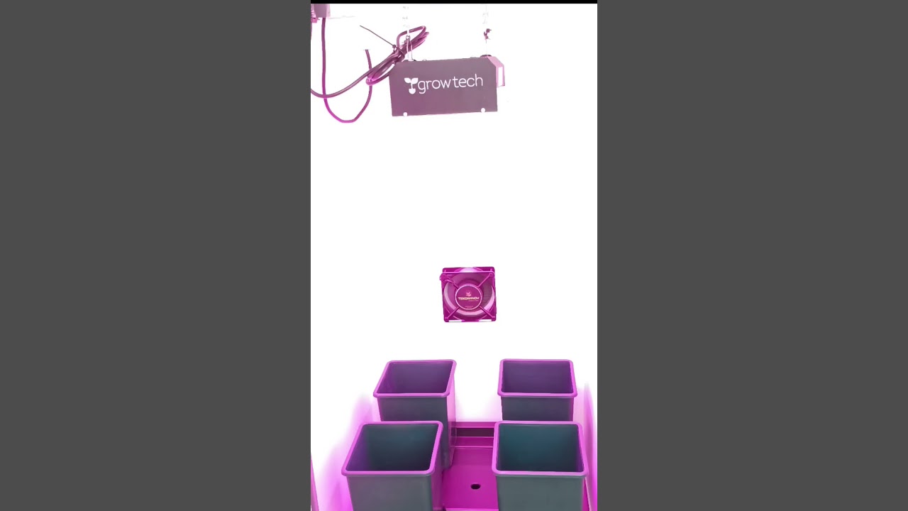 Armarios para Cultivo Indoor #grow #short