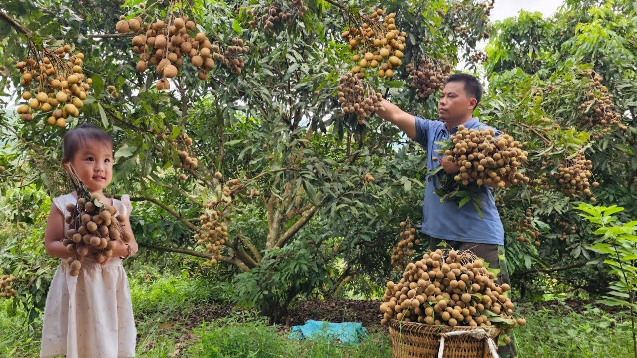 Full Video 35 Days Go To Market Sell-Harvesting fruit,custard apple,longan fruit, & peanut candy