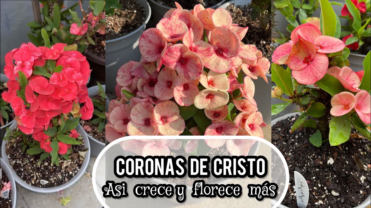MÁS FLORES EN CORONAS DE CRISTO DESPUÉS DEL TRASPLANTE