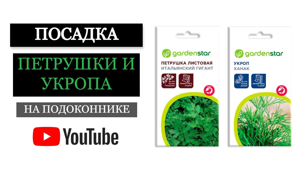 Как вырастить УКРОП и ПЕТРУШКУ на подоконнике GARDENSTAR | Посадка зелени в квартире | Эксперимент 1