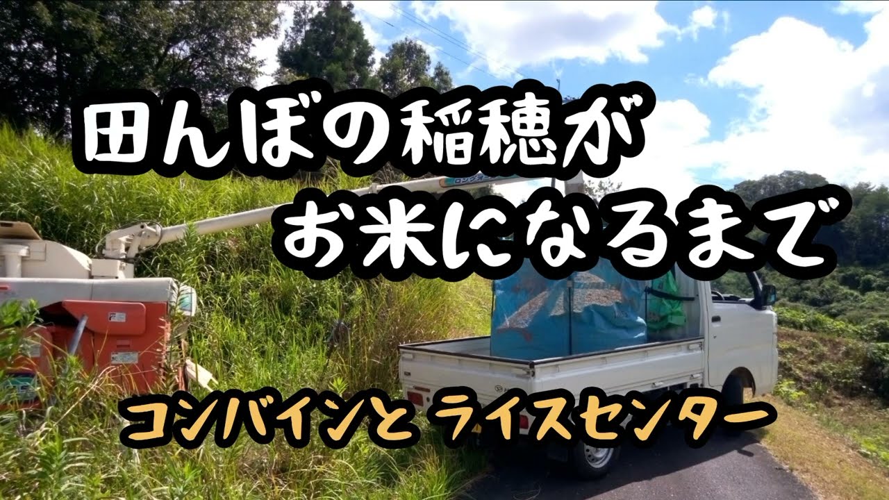 田んぼの稲穂がお米になるまで　#コンバイン　#ライスセンター　#新米　#あきたこまち　2025年9月13日