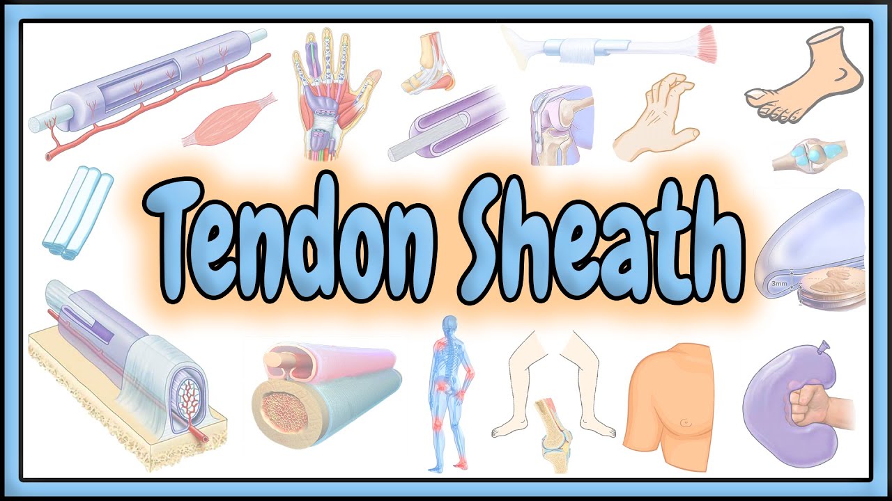 63. Tendon Sheath || Definition - Structure - Functions