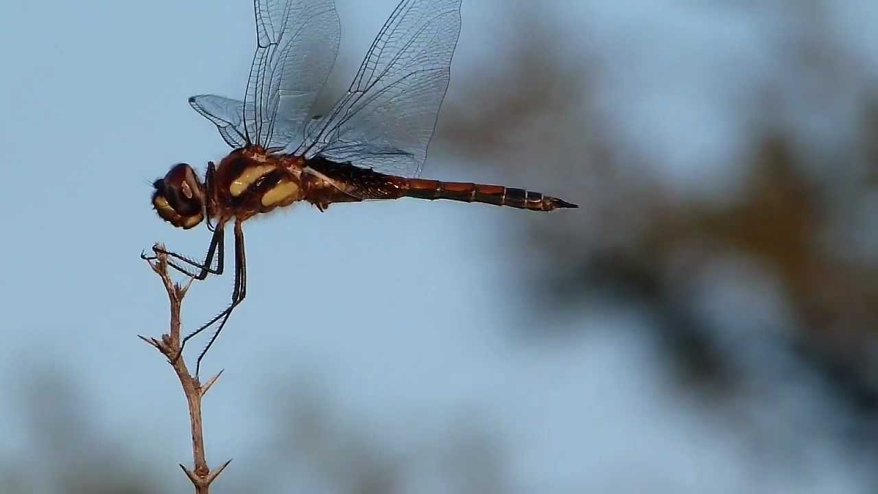 Aguacil, Alguacil o Lib&eacute;lula (Odonata; Anisoptera)