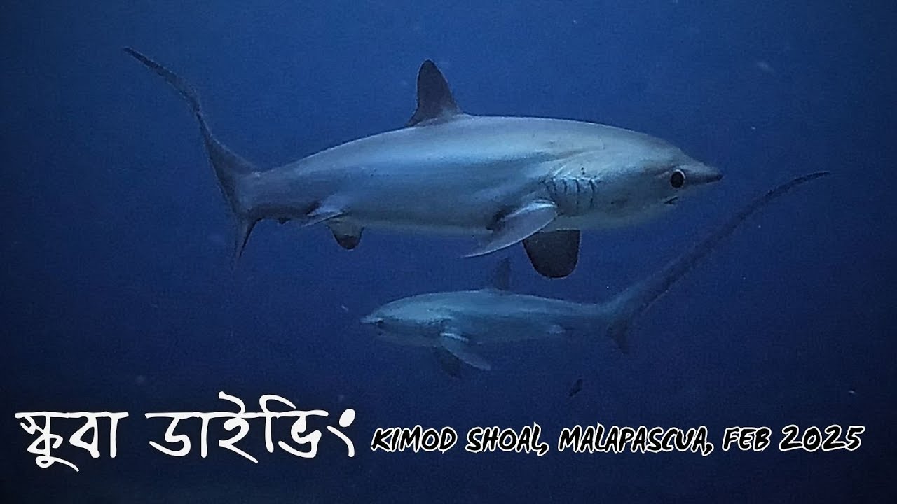 সার্ক ডাইভিং 🦈 - #Kimodshoal #malapascua #justiceforhadi