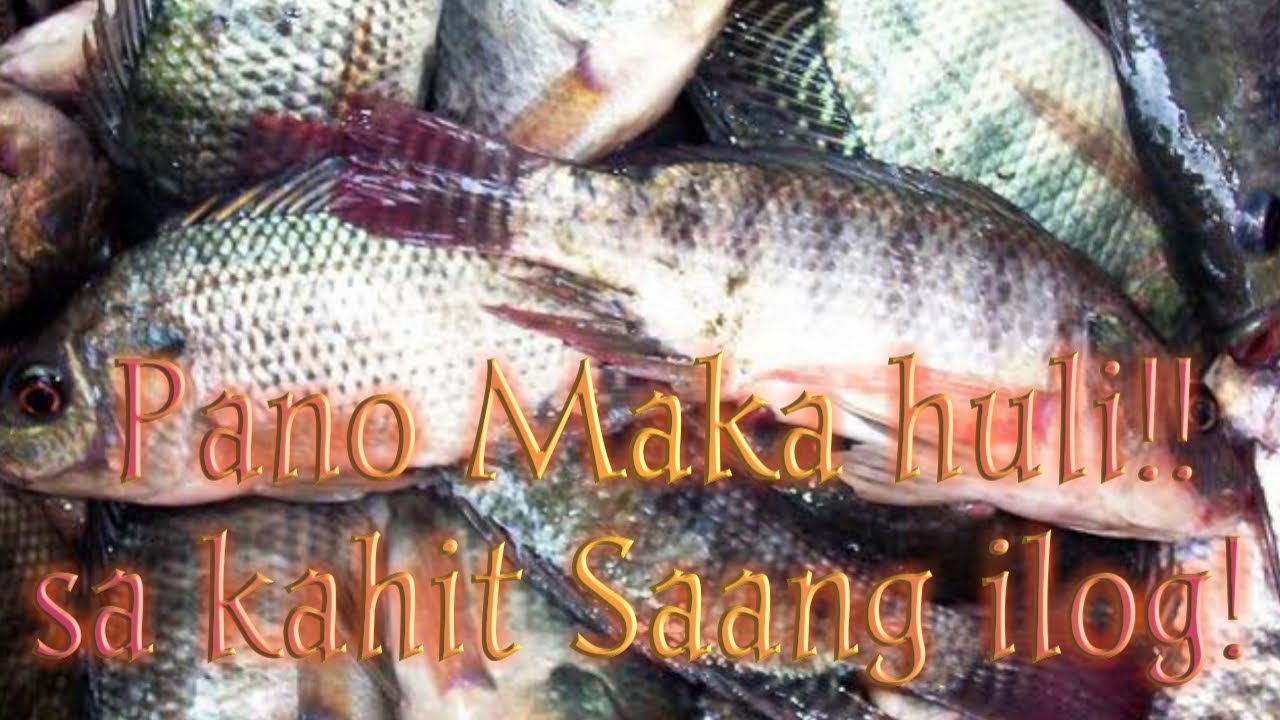 Ibat iba isda Bait and wait Rig| Best Way to Catch Different Fresh water Fish!