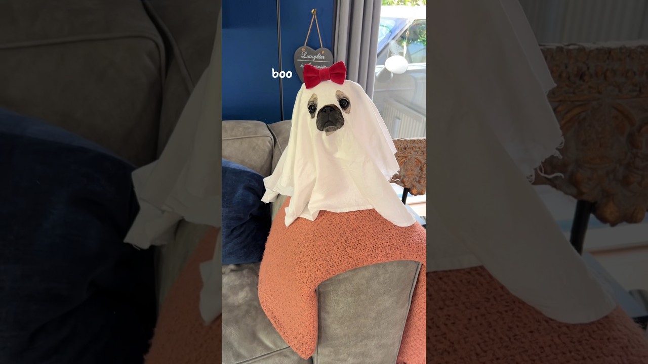If ghosts are not real… explain this then! 👻 