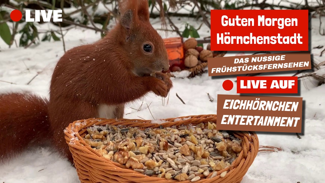 Valentinstag Hörnchenstadt 🔴LIVE 14.02.2026 | Valentine's Day in Squirrel City 🔴LIVE