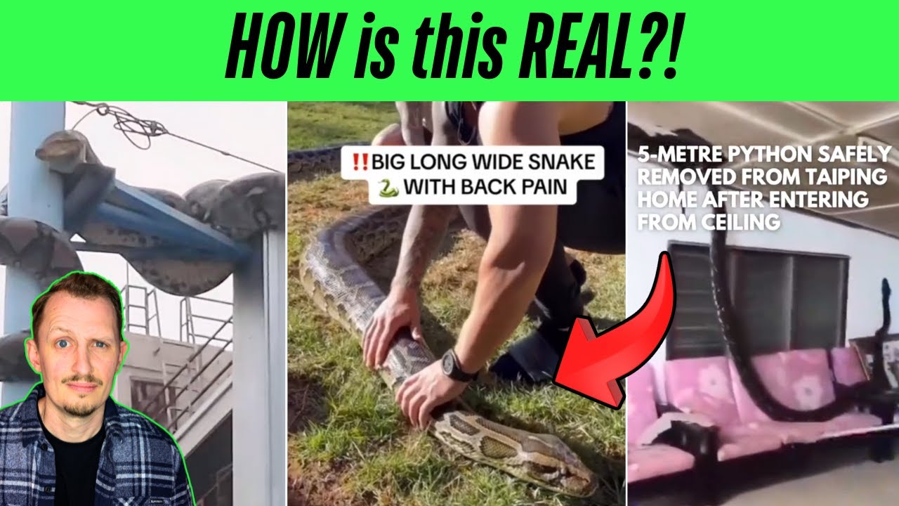 Zoologist Reacts to SHOCKING Giant Snake TikToks!