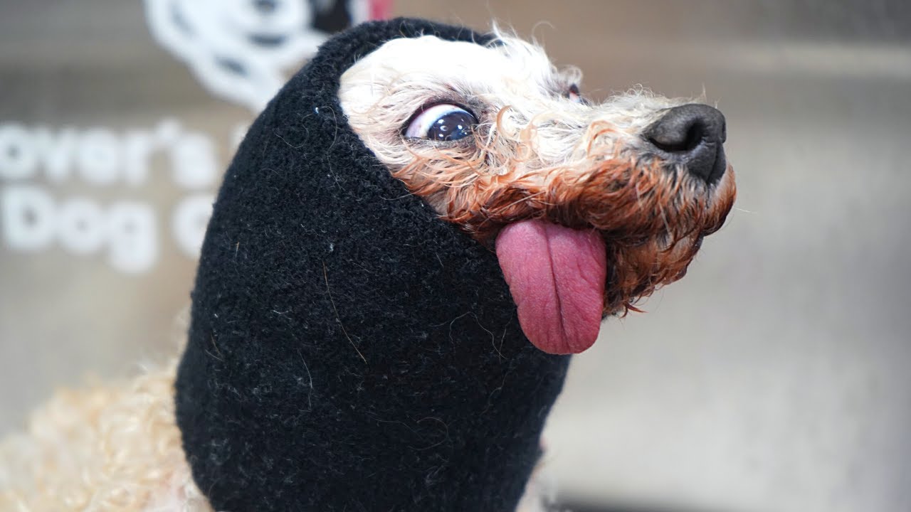 CRAZY Poodle Transformation