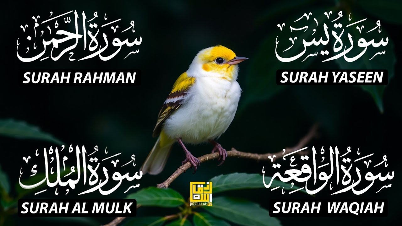Magical Recitation Surah Yaseen (Yasin) | Surah Rahman | Surah Waqiah | Surah Mulk EP174