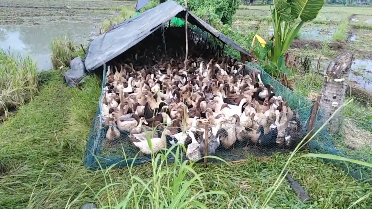 ganyan maglipol ng itik mabait sila