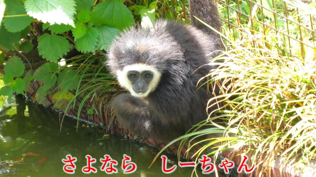 さよなら しーちゃん🌈（Rest in peace Shi-chan 🌈 ）　伊豆シャボテン公園　テナガザル　202308