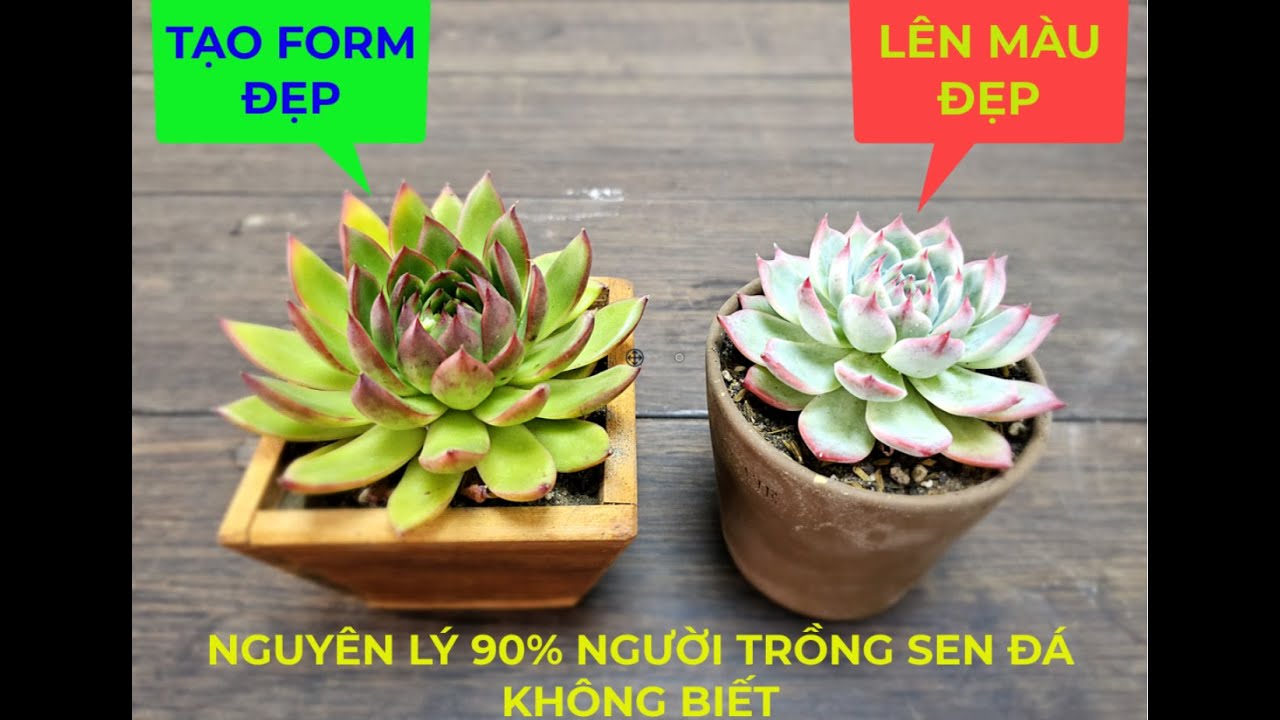 Kỹ Thuật Và Nguyên Lý Tạo Sen Đá Form Đẹp, Màu Sắc Sặc Sỡ, Chỉ Một Video Hiểu Tường Tận