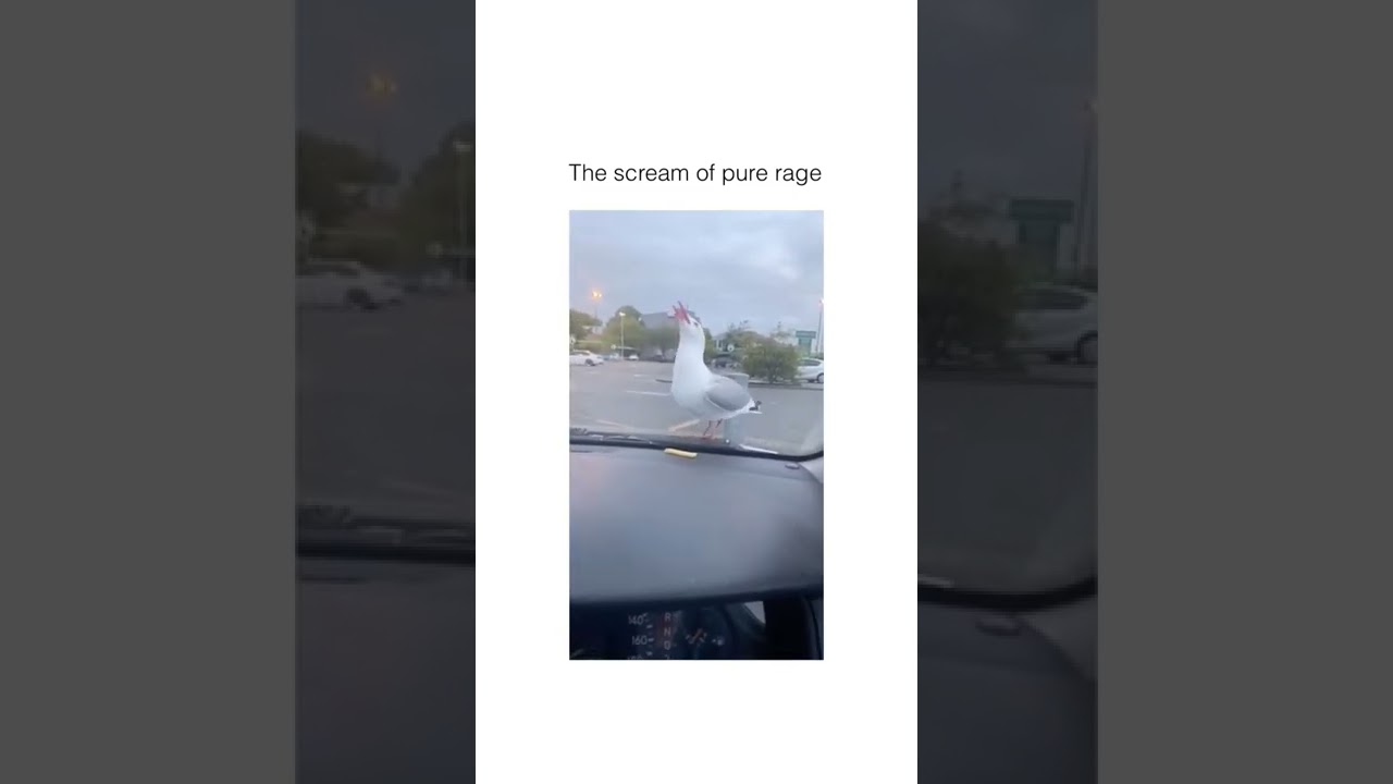 The Seagull Scream of Pure Rage | #shorts #seagull