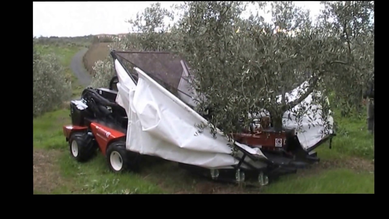 BOSCO F803 CON MAC102+OMBRELLO 5 MT. al lavoro a LIVORNO