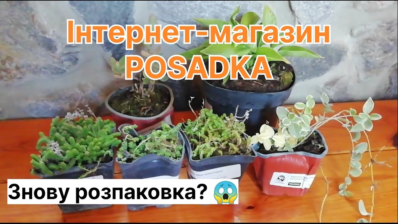 Розпаковка посилки від інтернет-магазину POSADKA  #розпаковка #рослини #садівництво #сад
